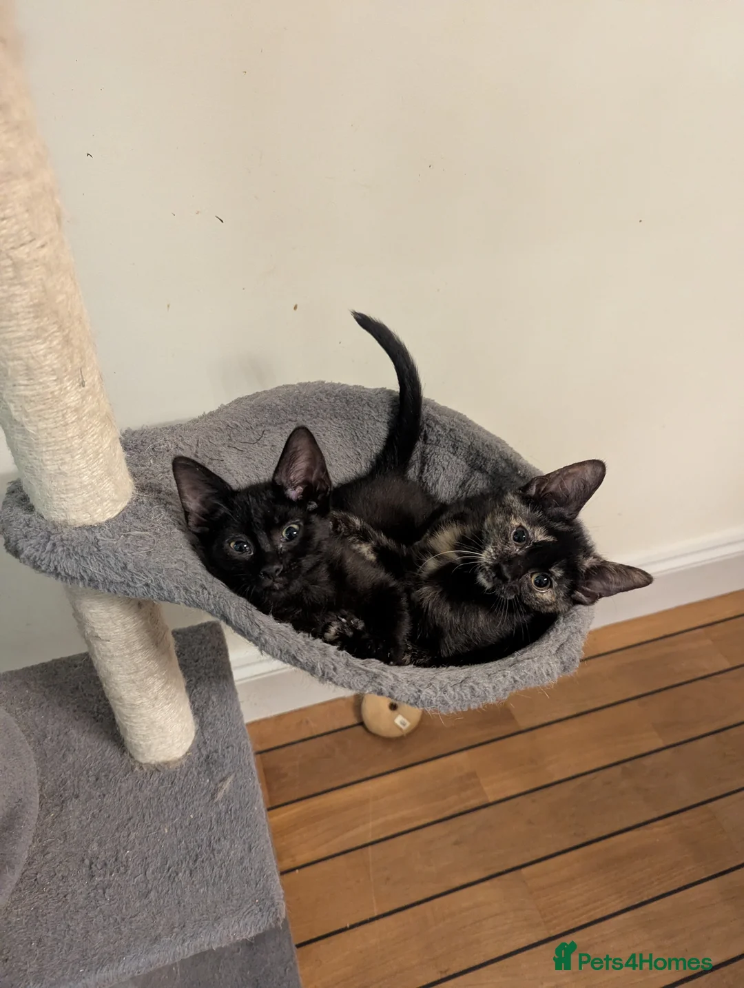 Mixed Breed cats for sale: Sphinx mother black and tortoise colour kittens in Ilford - Advert 2