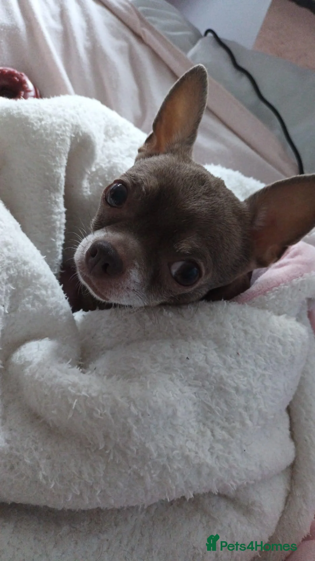 Chihuahua dogs for sale: Beautiful chihuahua female tan and white  - Advert 2