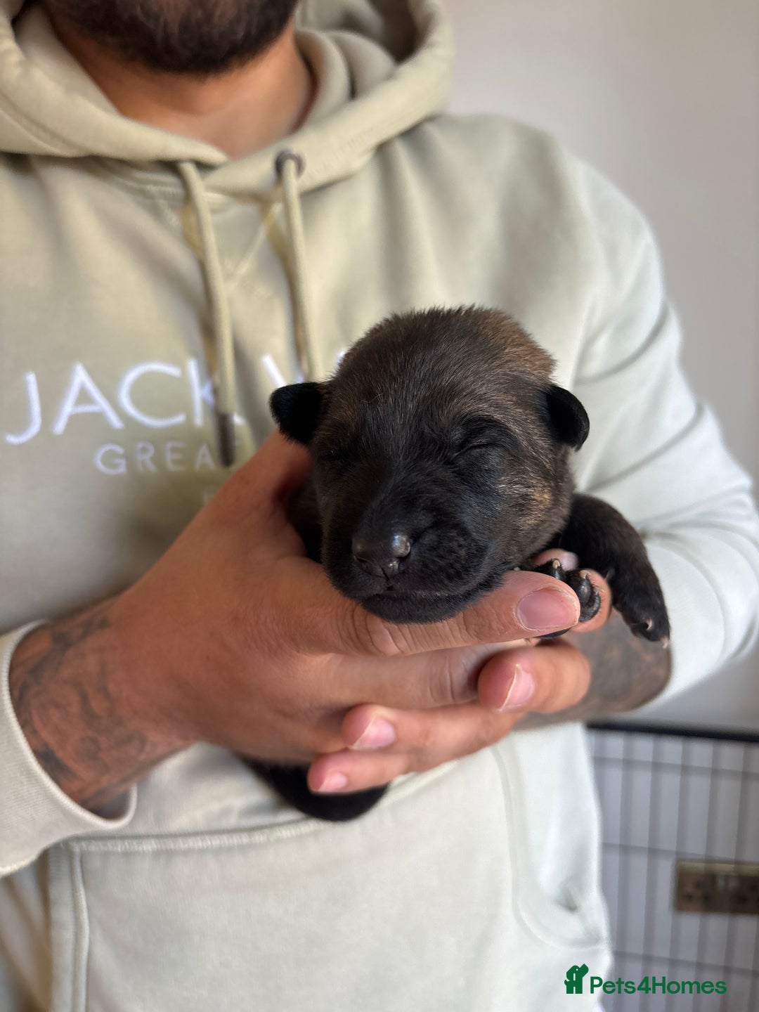 German Shepherd dogs for sale: KC Registered Working Line German Shepherd Puppies - Image 7