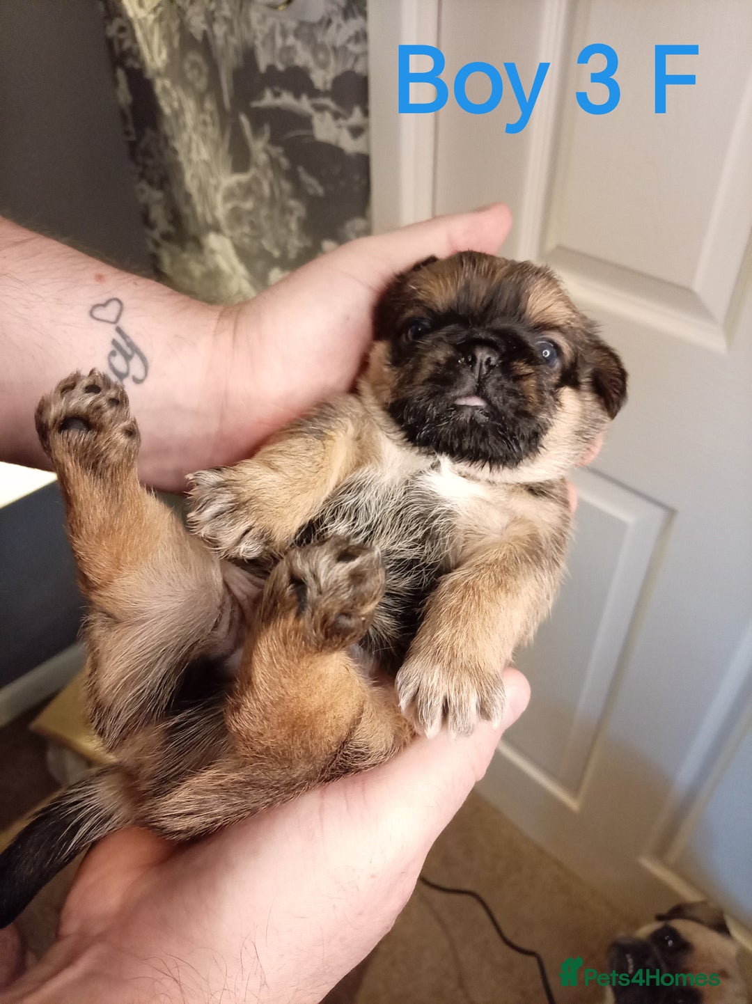 Mixed Breed dogs for sale: Pug x Shih Tzu Pug zu shih pug puppies - Image 17