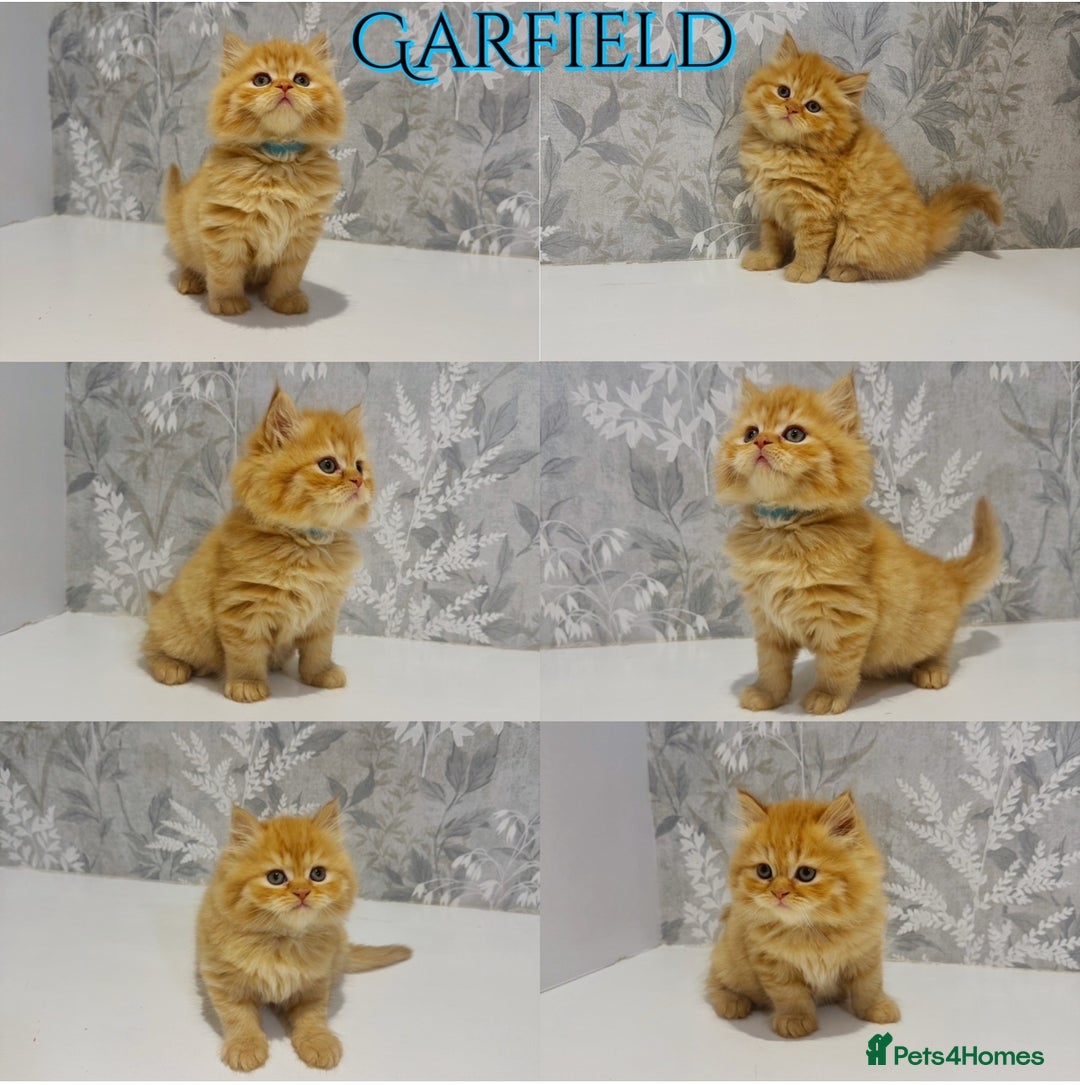 Persian cats for sale: Pure Breed Doll Faced Persian Kittens –Home Raised - Advert 2