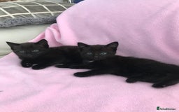 Mixed Breed cats for sale: Little kittens for sale - Image 8