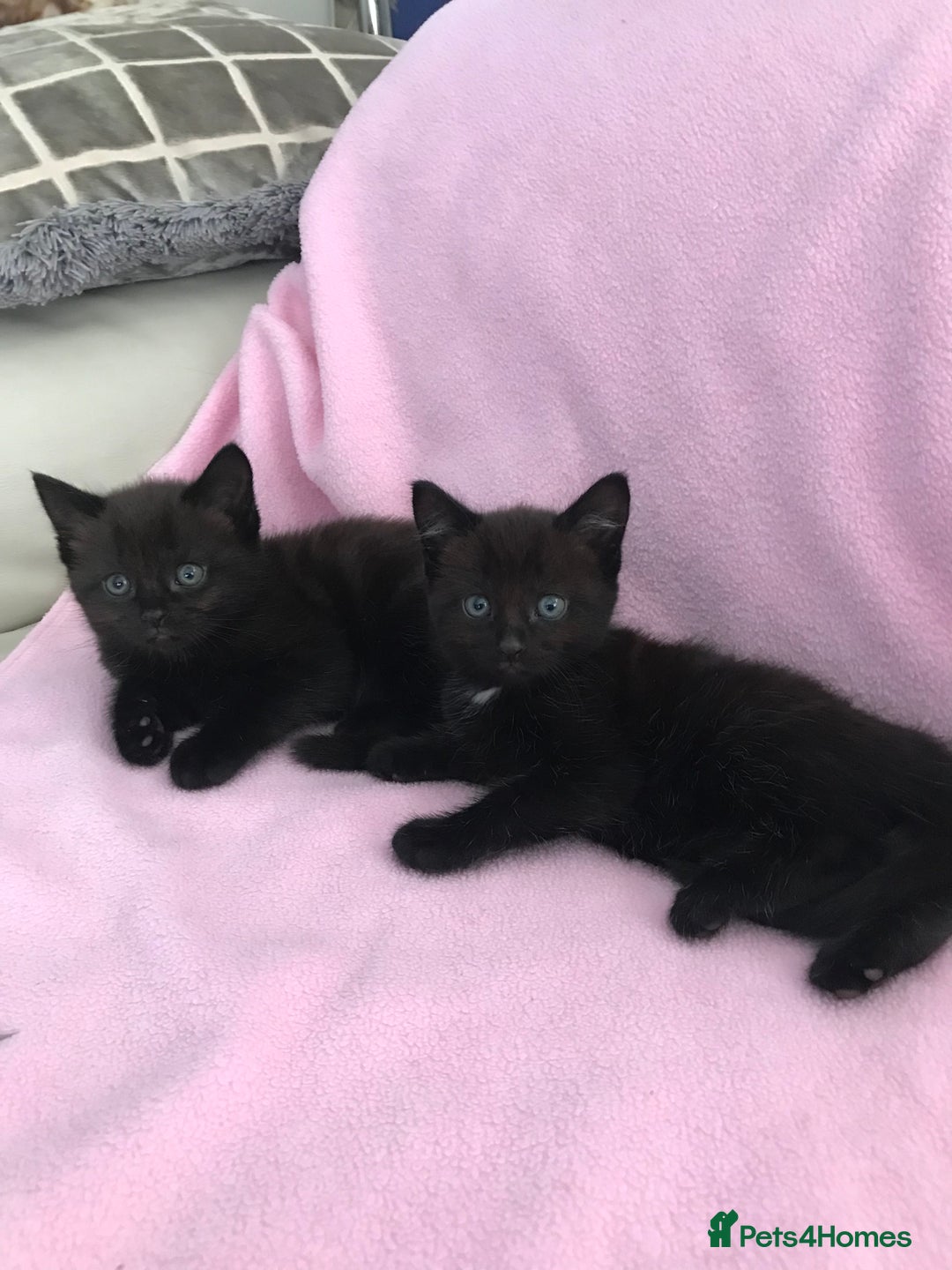 Mixed Breed cats for sale: Little kittens for sale - Image 8