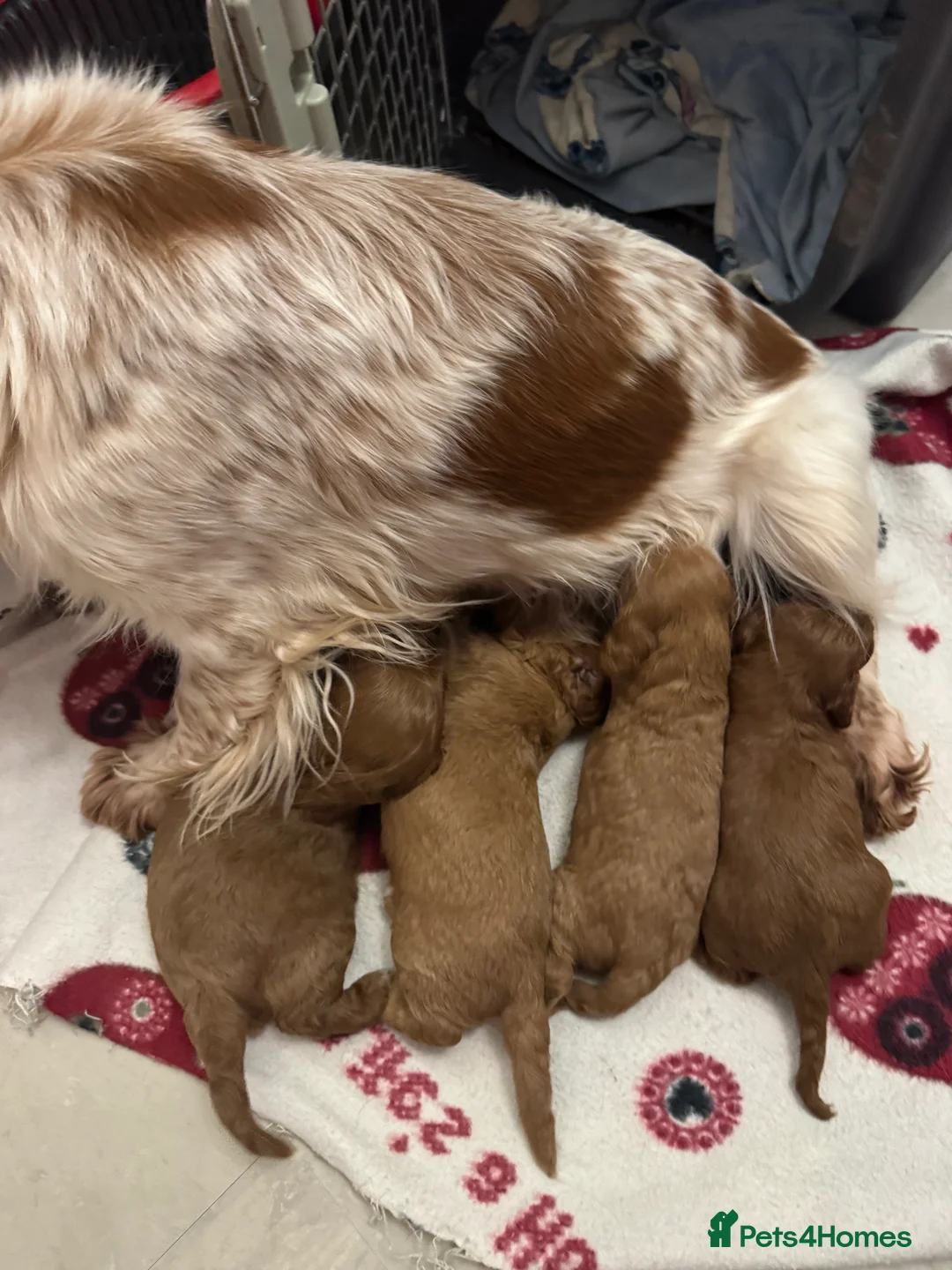 Cockapoo dogs for sale: F1 cockerpoo puppies ready to leave next Thursday - Advert 2