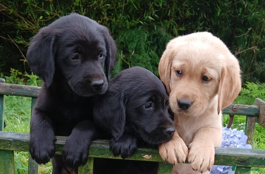 Goldador dogs for sale: Goldador Puppies  - Image 5