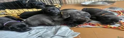 Cane Corso dogs for sale: Beautiful Purebred Cane corso puppies - Advert 7