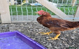 Chickens poultry for sale: Rhode Island Red Cockerells - Image 6