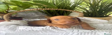 Miniature Dachshund 1