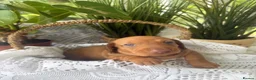 Miniature Dachshund dogs for sale: Miniature short-haired Dachshund in Bury Saint Edmunds - Advert 11