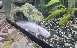 Other/Mixed Breed fish for sale: 2 Adult Axolotls – Sold individually or as a pair - Image 3
