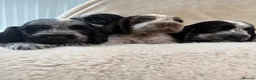 Cocker Spaniel dogs for sale: Top Quality KC Show Cocker Spaniel Puppies  - Advert 3