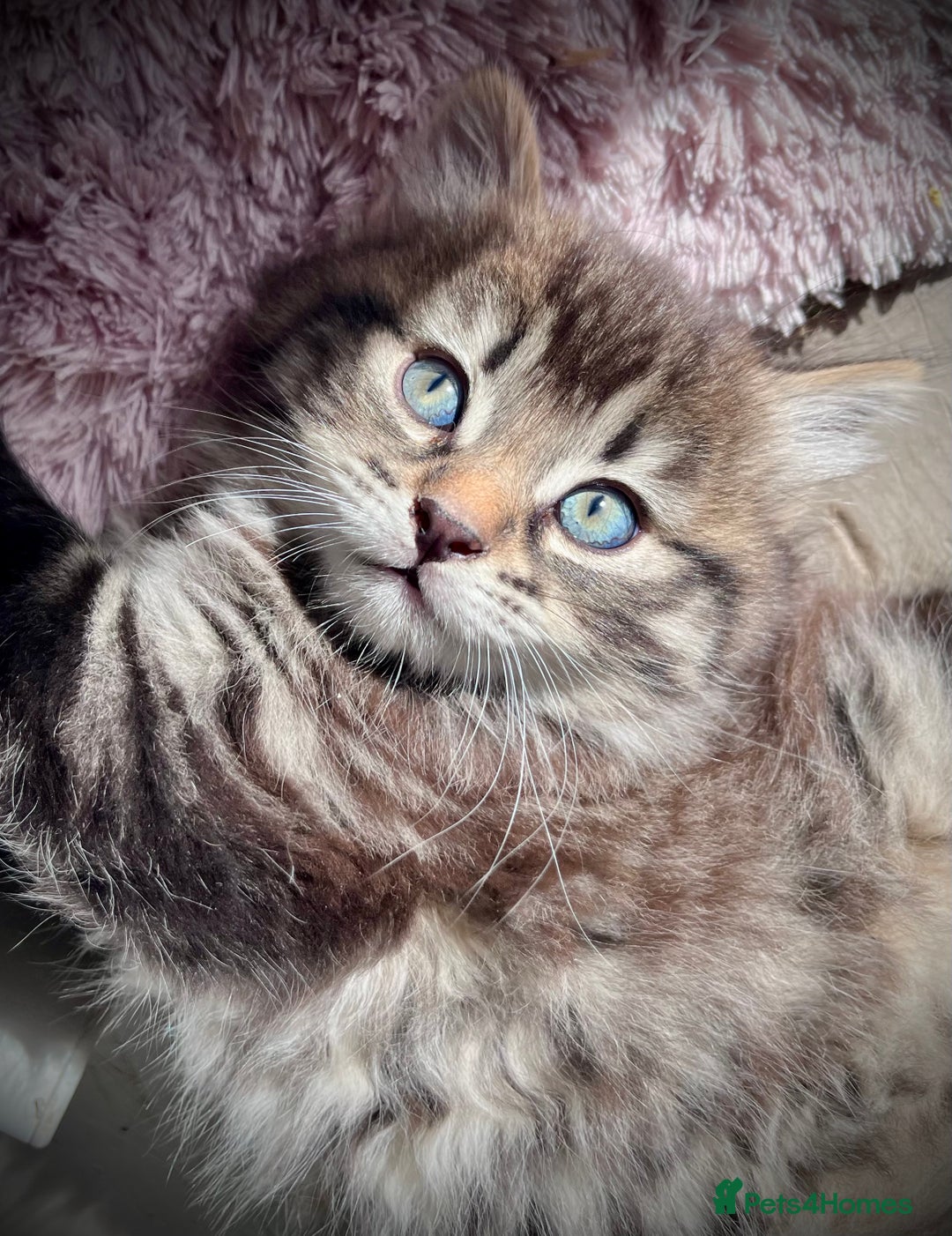 Mixed Breed cats for sale: Tabby boy  - Image 7