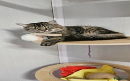 Domestic Shorthair cats for sale: Cat for Adoption  - Image 2