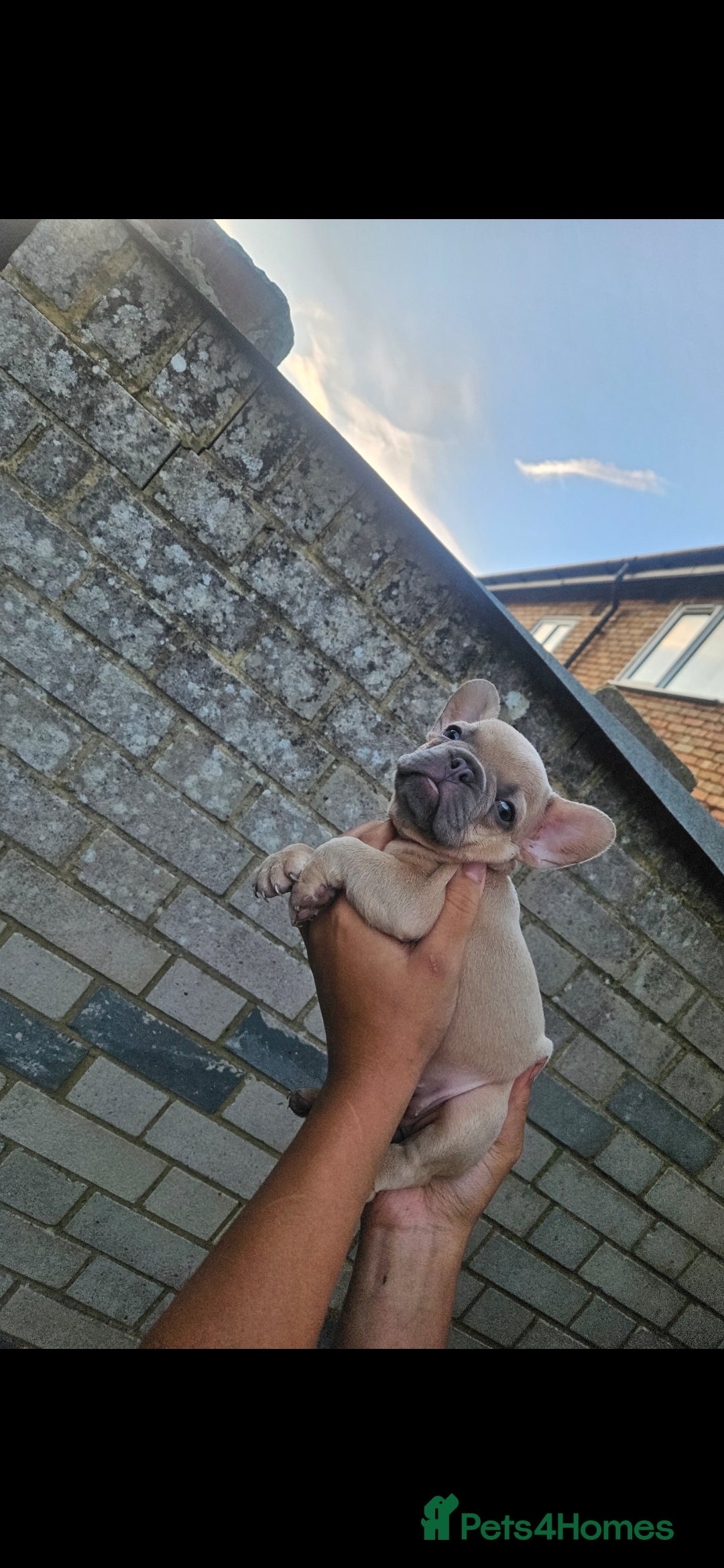 French Bulldog dogs for sale: Exotic Bi g R frenchie girl pups - FLUFFY CARRIERS - Image 7