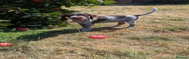 German Wirehaired Pointer 4