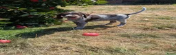 German Wirehaired Pointer dogs for sale: German Wirehaired Pointer Puppies in Ludlow - Advert 14