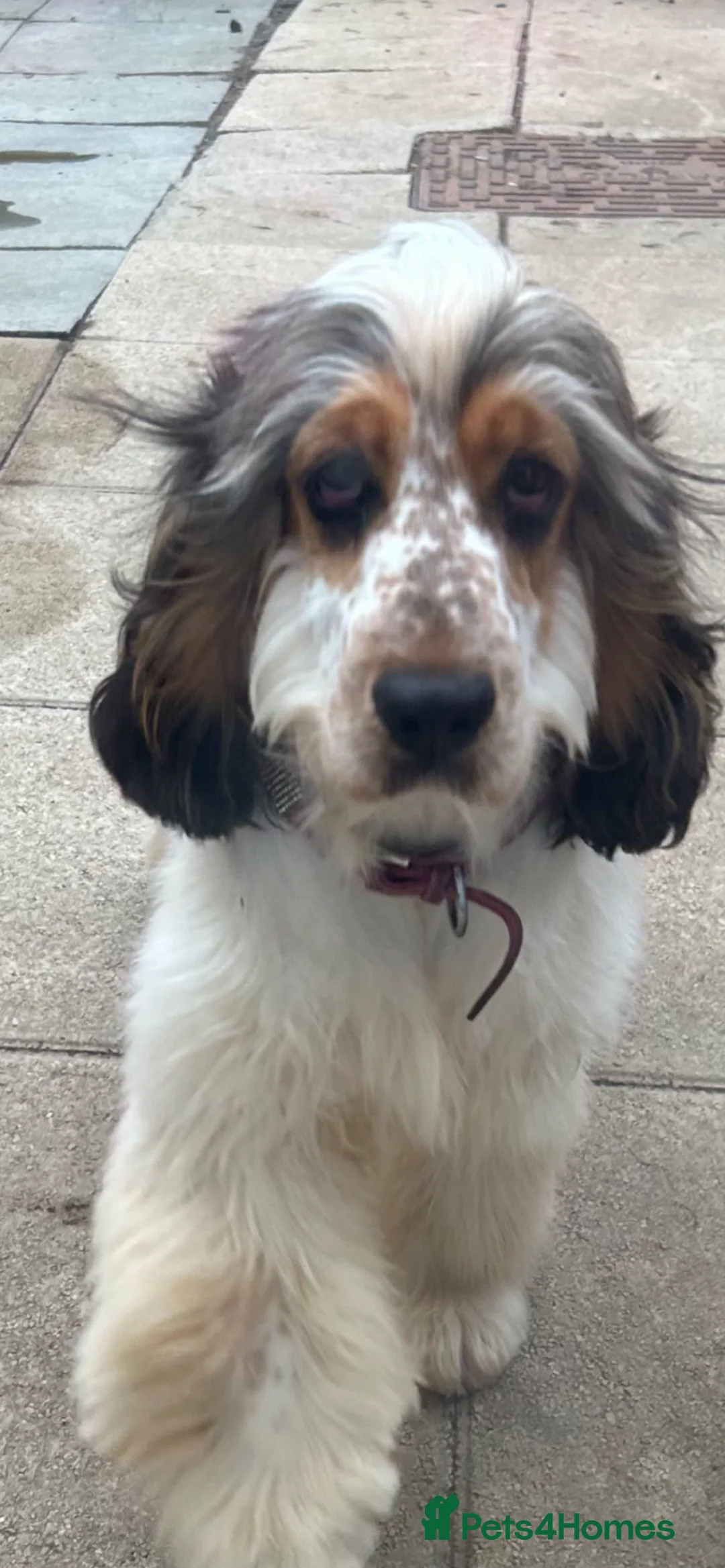 Cocker Spaniel dogs for sale: Litter due 28th Feb SHOW true to type  - Advert 1