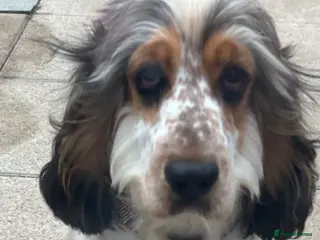 Cocker Spaniel dogs Litter due 28th Feb SHOW true to type - Advert 2