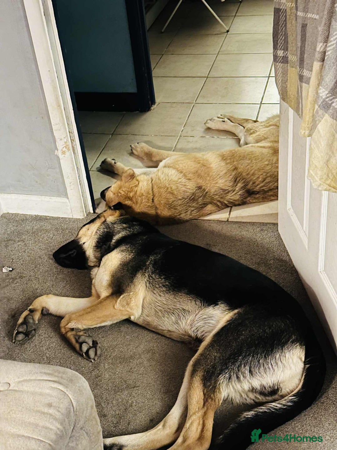 Mixed Breed dogs for adoption: Amigo the puppy that wants to be your friend - Advert 7