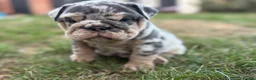 English Bulldog dogs for sale: Stunning KC reg English Bulldog puppies. in Newbury - Advert 20