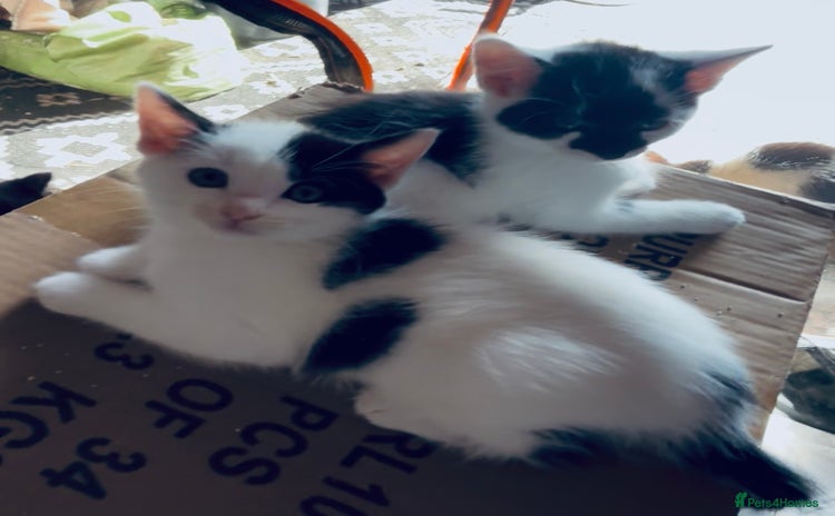 Domestic Shorthair cats - Advert 1