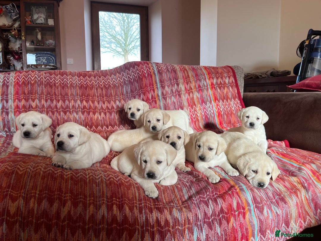 Labrador Retriever dogs for sale: KC reg health tested chunky white Labradors - Advert 1