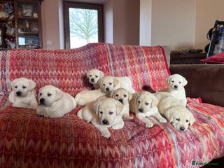 Labrador Retriever dogs KC reg health tested chunky white Labradors - Advert 16
