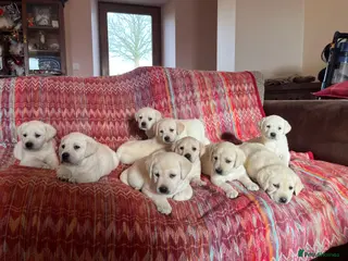 Labrador Retriever dogs KC reg health tested chunky white Labradors - Advert 5