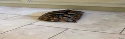Hermann Tortoise reptiles for sale: 26 year old Hermann tortoise - Advert 6