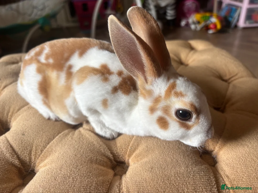 Rex rabbits for sale: 3 Baby mini Rex bunnies for sale 2 boys 1 girl  - Advert 2
