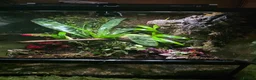 Frog reptiles for sale: Bioactive Dart Frog Vivarium 45cmPlanted/Automated - Advert 4