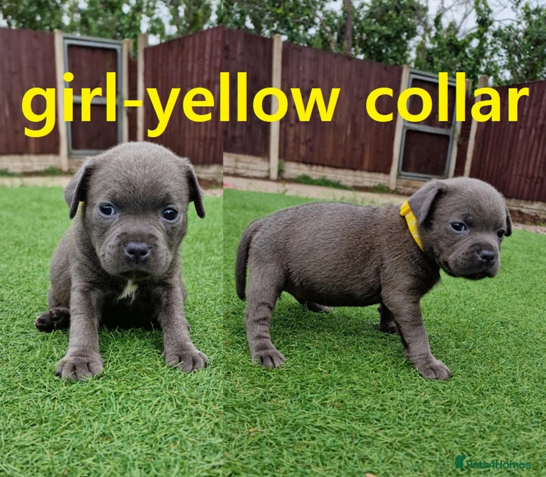 Staffordshire Bull Terrier dogs for sale: 2 female Blue Staffordshire Bull Terrier puppy KC - Image 1