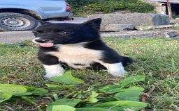 Border Collie dogs for sale: Playful puppies  - Image 4