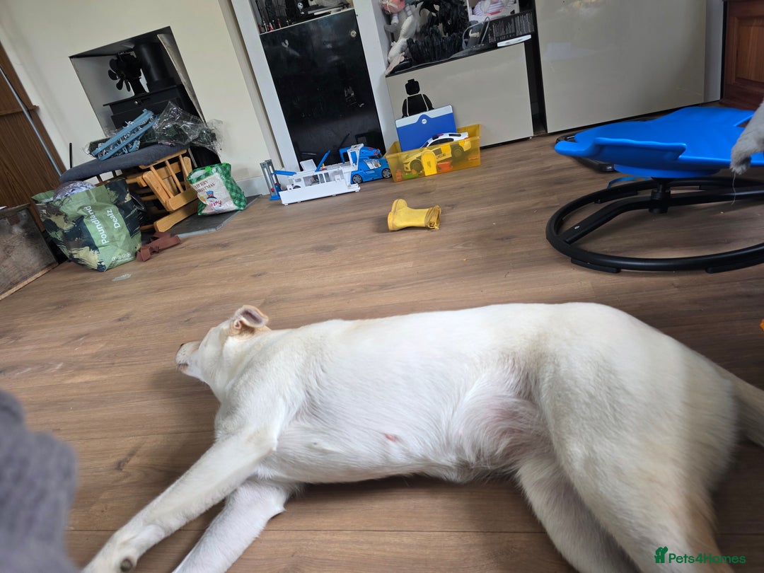 Mixed Breed dogs for sale: 1 year old lushky girl - Image 3