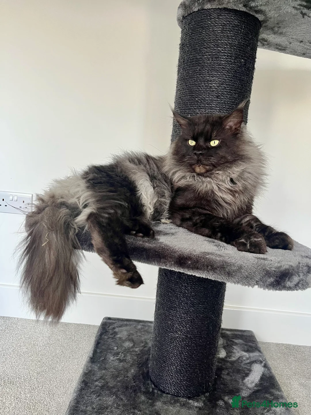 Mixed Breed cats for sale: Ragdoll x Mainecoon Kittens  in Sandown - Advert 12