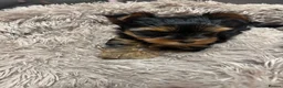 Yorkshire Terrier dogs for sale: Adorable mini yorkshire terrier puppy 🐾 - Advert 10