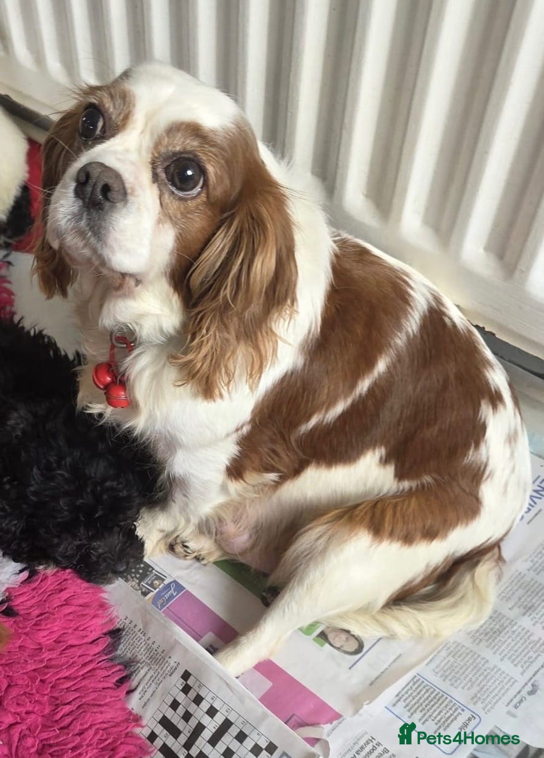 Cavapoo dogs for sale: TOY CAVAPOO BOY - Advert 13