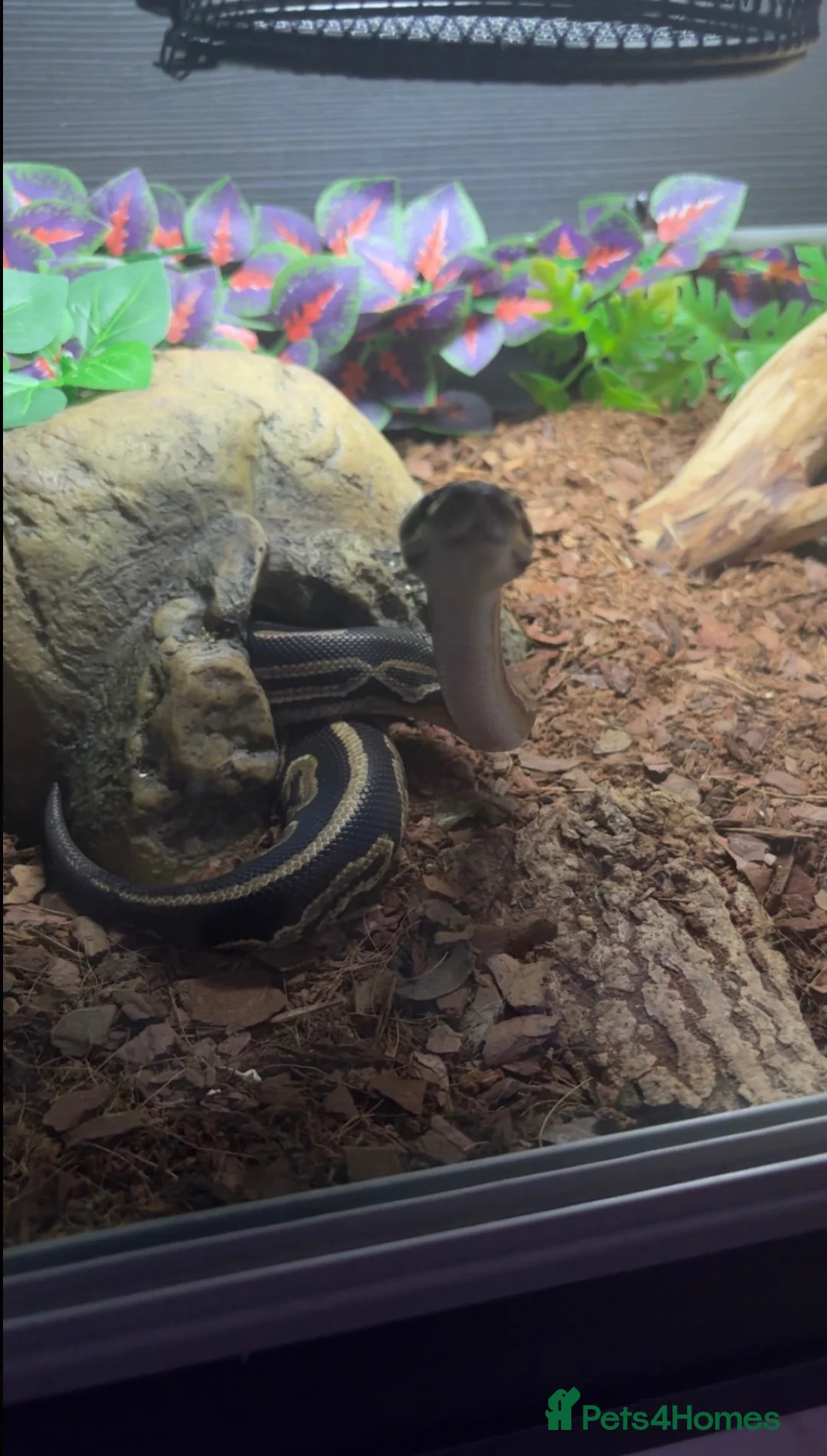 Python Snake reptiles for sale: Royal python  in Swindon - Advert 1