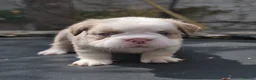 French Bulldog dogs for sale: FLUFFY FRENCHY:ISABELLA/LILAC/PLATINUM-KC&DNA CERT - Advert 32