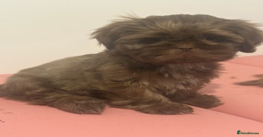 Shih Tzu dogs - Advert 4