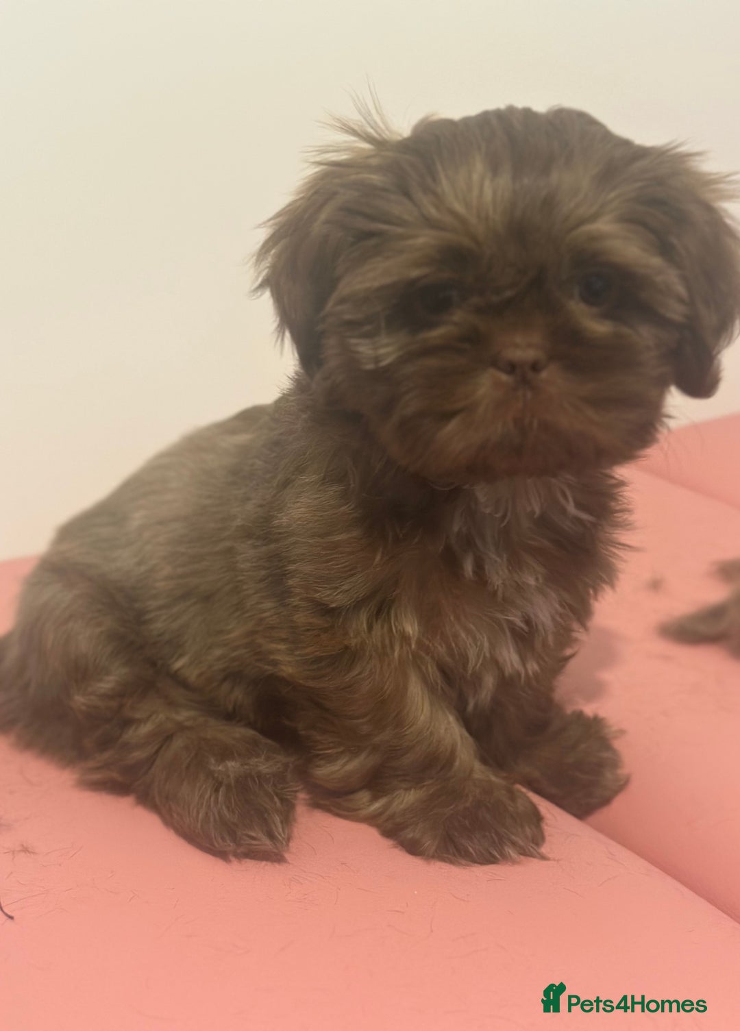 Shih Tzu dogs for sale: Sweet Shih tzu girl READY NOW - Image 3