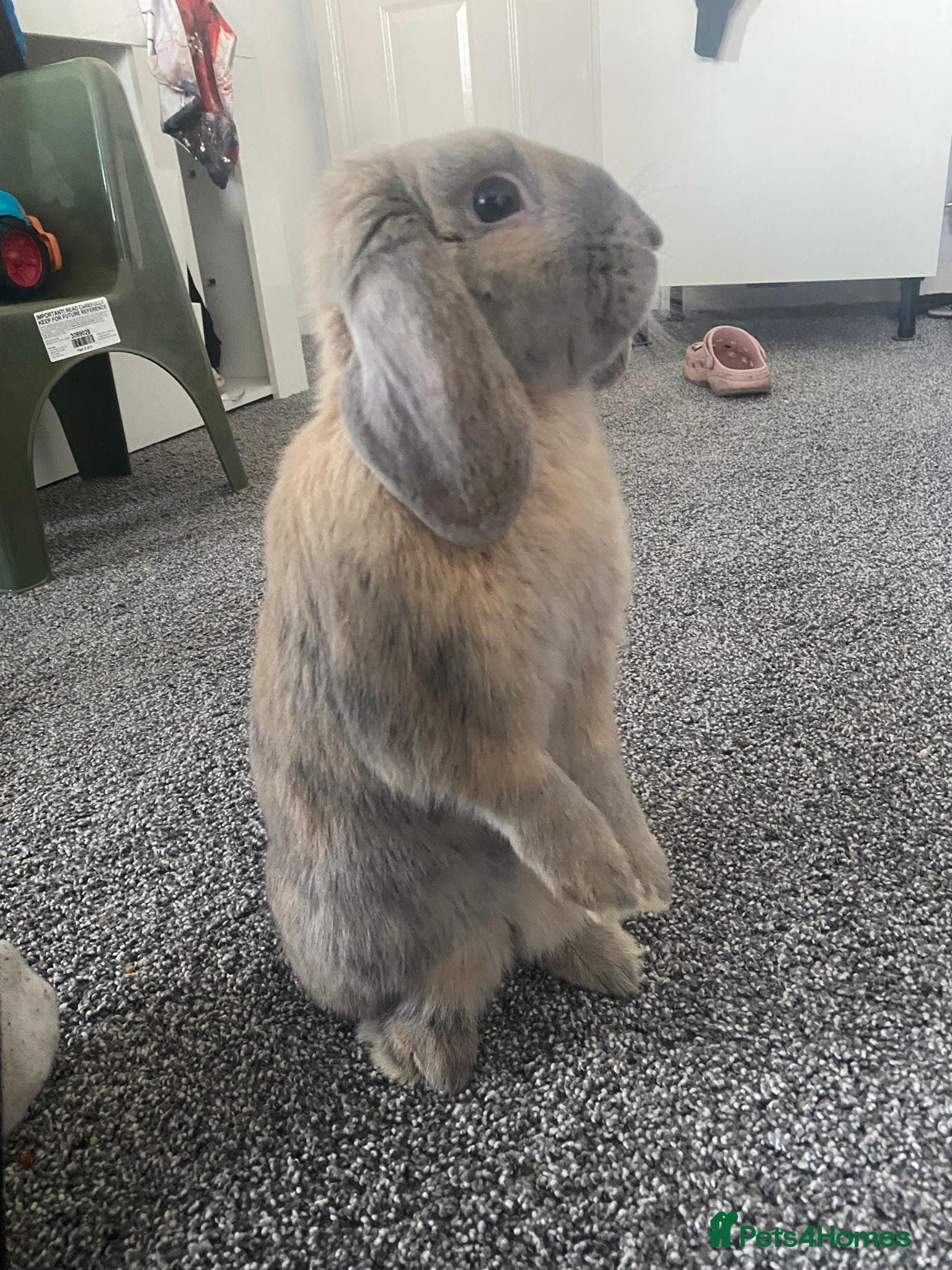 Mixed Breed rabbits 🐰 Adorable Bunny for Sale – Meet Tobi! 🐰 - Advert 3