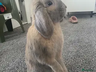 Mixed Breed rabbits 🐰 Adorable Bunny for Sale – Meet Tobi! 🐰 - Advert 1