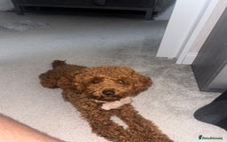 Toy Poodle dogs for sale: Red Apricot Toy Poodle  - Image 6