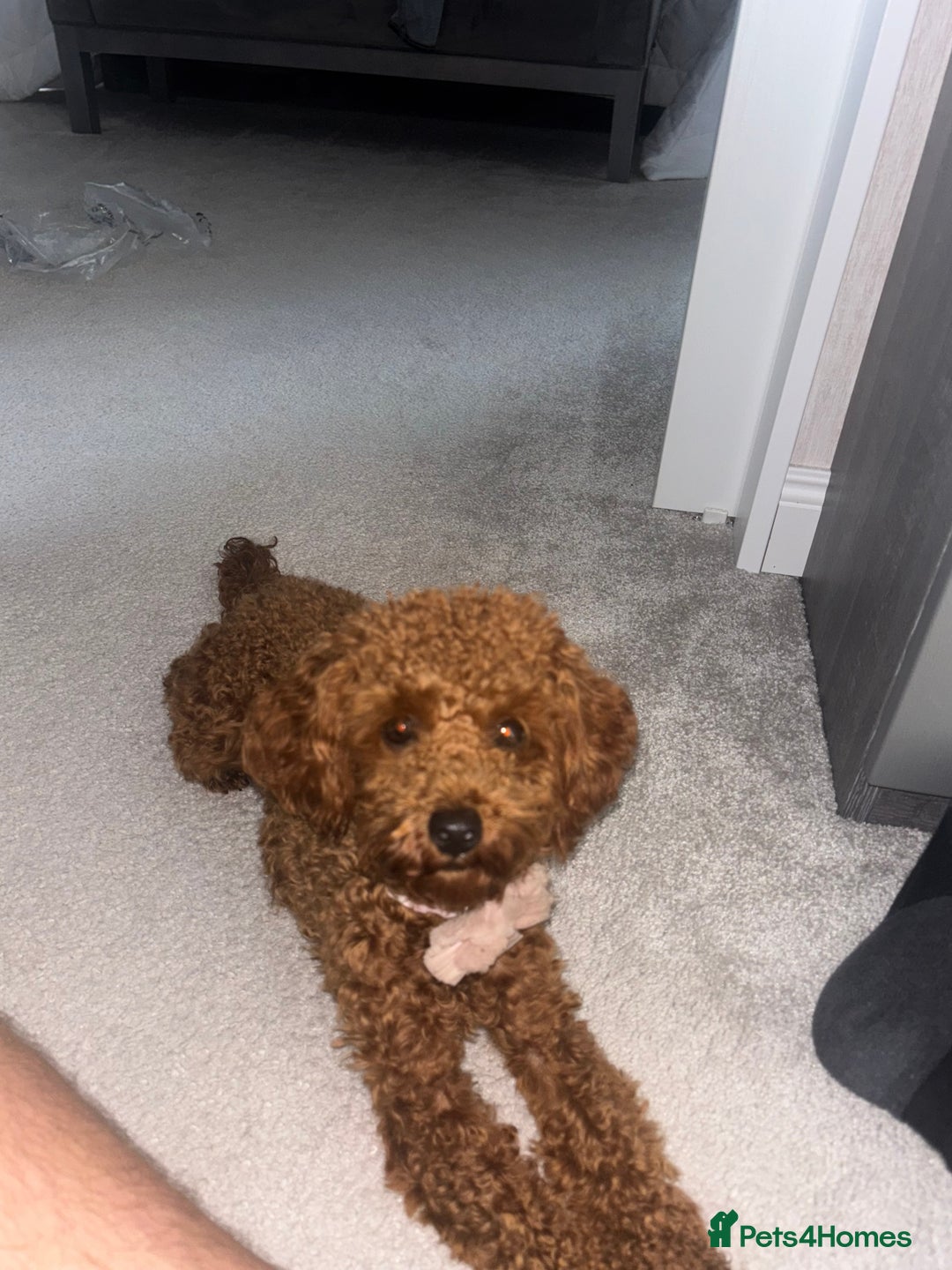 Toy Poodle dogs for sale: Red Apricot Toy Poodle  - Image 6