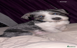 Mixed Breed dogs for sale: American bull X shitzu - Image 2