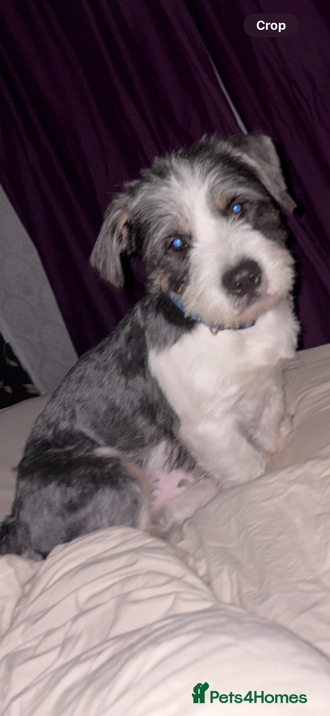 Mixed Breed dogs for sale: American bull X shitzu - Image 2