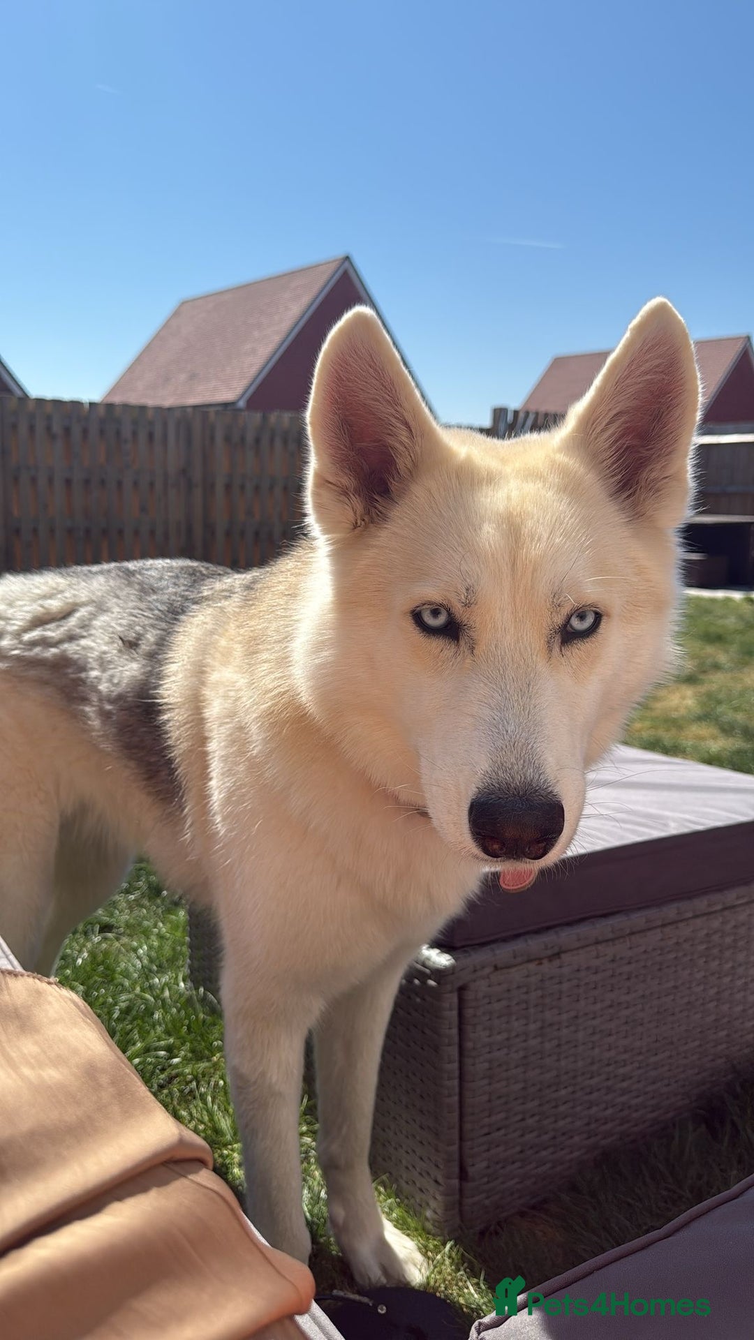 Shepsky dogs for sale: Lola - our Beautiful Husky x German Shepherd - Image 4
