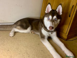 Siberian Husky dogs for stud: Strong blood lined blue eyed sable agouti husky - Advert 1