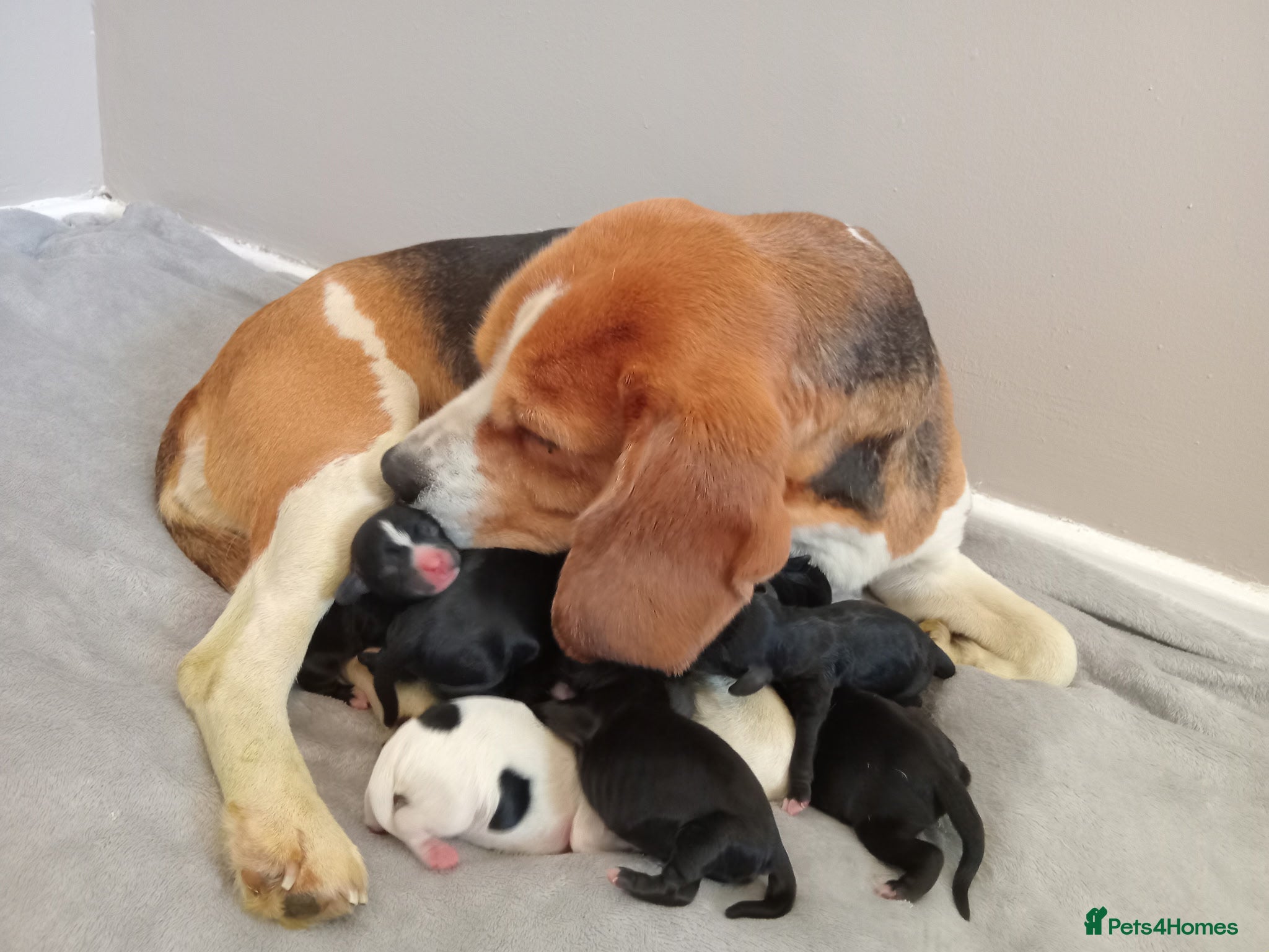 Mixed Breed dogs Beaglepoo Pups - Advert 1